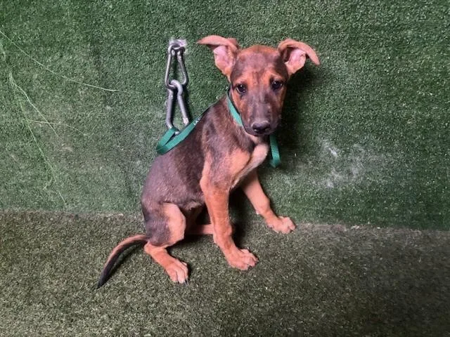 A baby small-sized female German Shepherd Dog dog named Bridget for adoption in Lancaster, CA