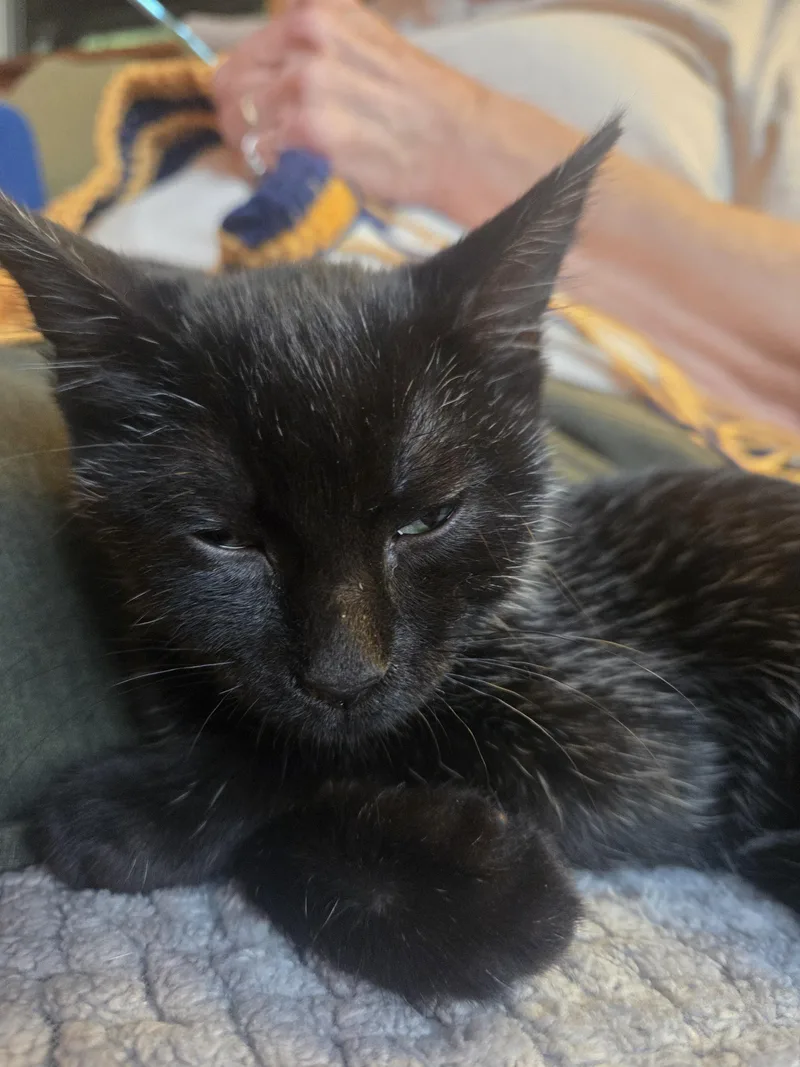 A baby small-sized female Domestic Short Hair cat named Pepperoni for adoption in St. Albans, VT