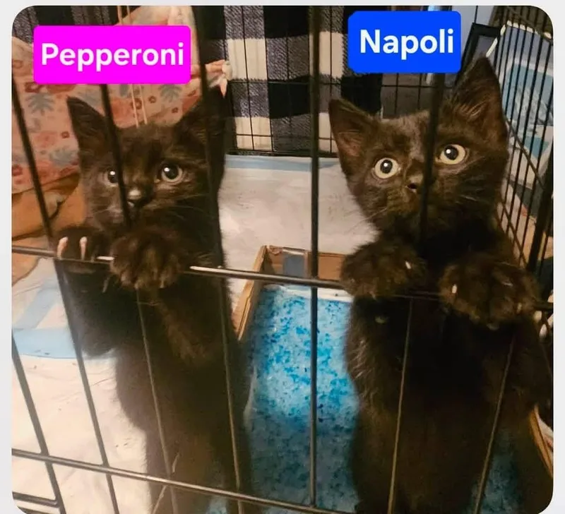 Pepperoni thumbnail 4