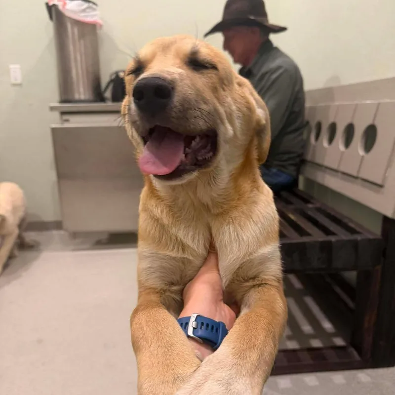 A baby medium-sized male Yellow / Tan / Blond / Fawn Mixed Breed dog named Brooks for adoption in Oxford, ME