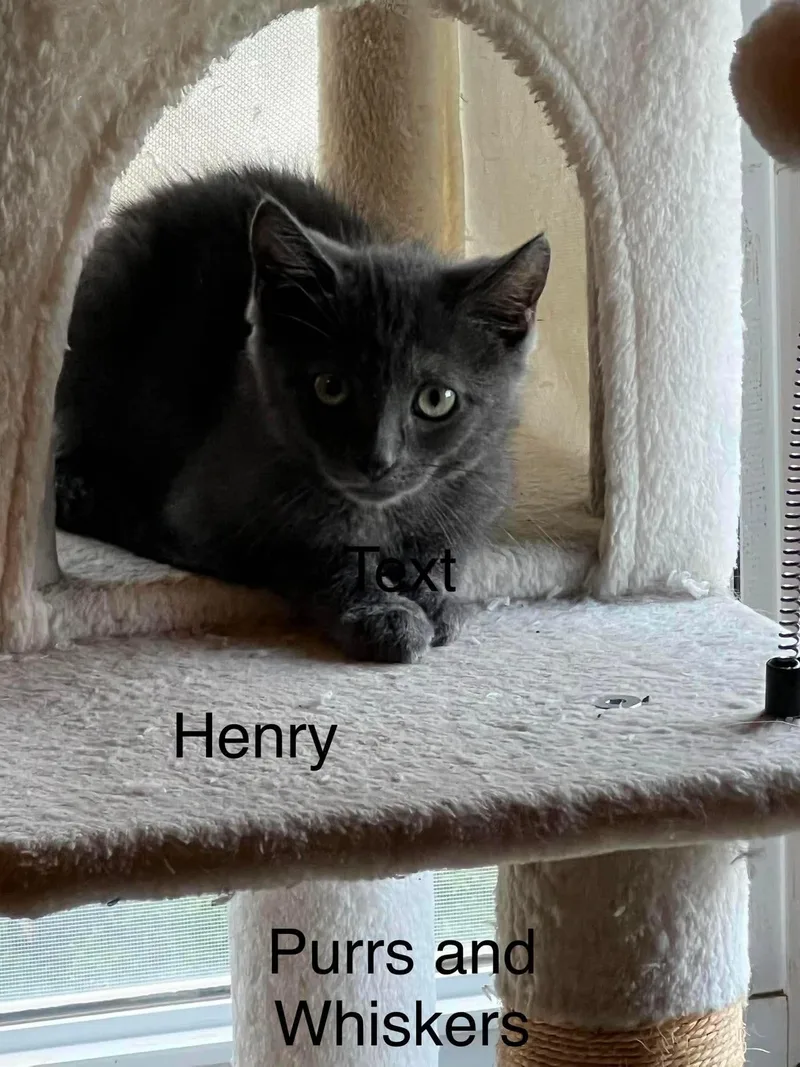 A baby medium-sized male Gray / Blue / Silver Domestic Short Hair cat named Henry for adoption in New Hartford, NY