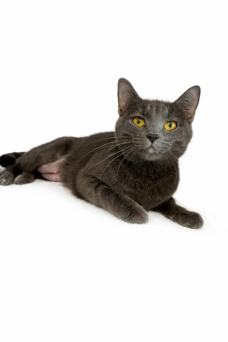 An adult medium-sized female Gray / Blue / Silver Domestic Short Hair cat named Pearl for adoption in Rock Springs, WY