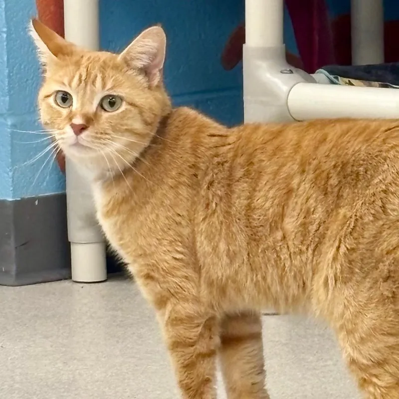 An adult medium-sized male Orange / Red Domestic Short Hair cat named Sammy for adoption in Evansville, IN