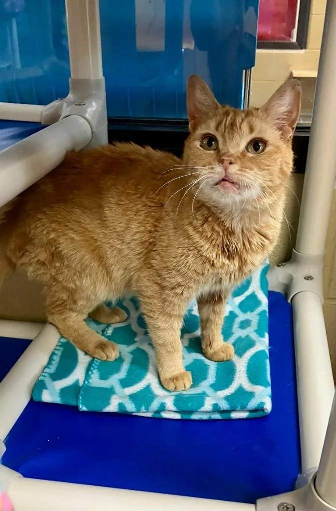 A senior medium-sized female Domestic Short Hair cat named Owala for adoption in Cincinnati, OH