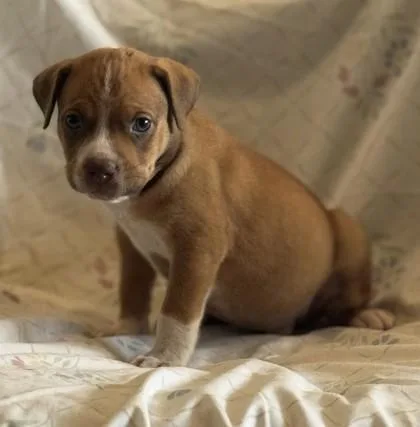 A baby medium-sized male Hound dog named Travis for adoption in Madison, NJ