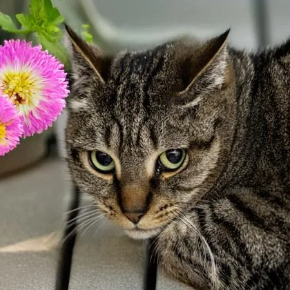 An adult medium-sized female Domestic Short Hair cat named Ginger for adoption in Camano Island, WA