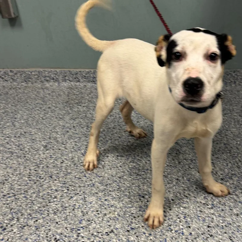 A young medium-sized male White / Cream Retriever dog named Chico for adoption in Greenville, SC