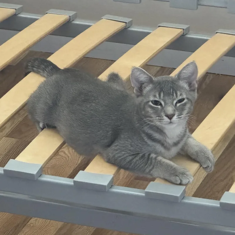 A baby medium-sized male Tabby (Gray / Blue / Silver) Tabby cat named Jerri for adoption in Springfield, OR