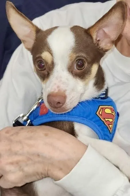 A baby medium-sized male Tricolor (Brown, Black, & White) Chihuahua dog named Sammy for adoption in Chicago, IL