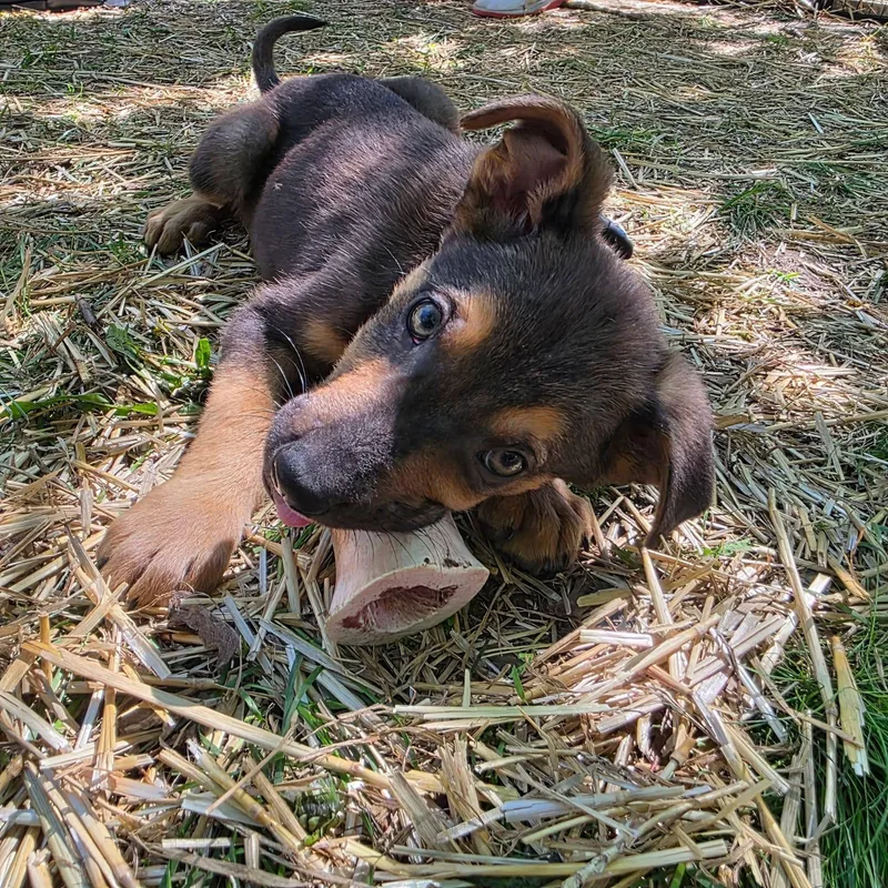 A baby large-sized male Bicolor German Shepherd Dog dog named Bruno for adoption in Clinton, WI