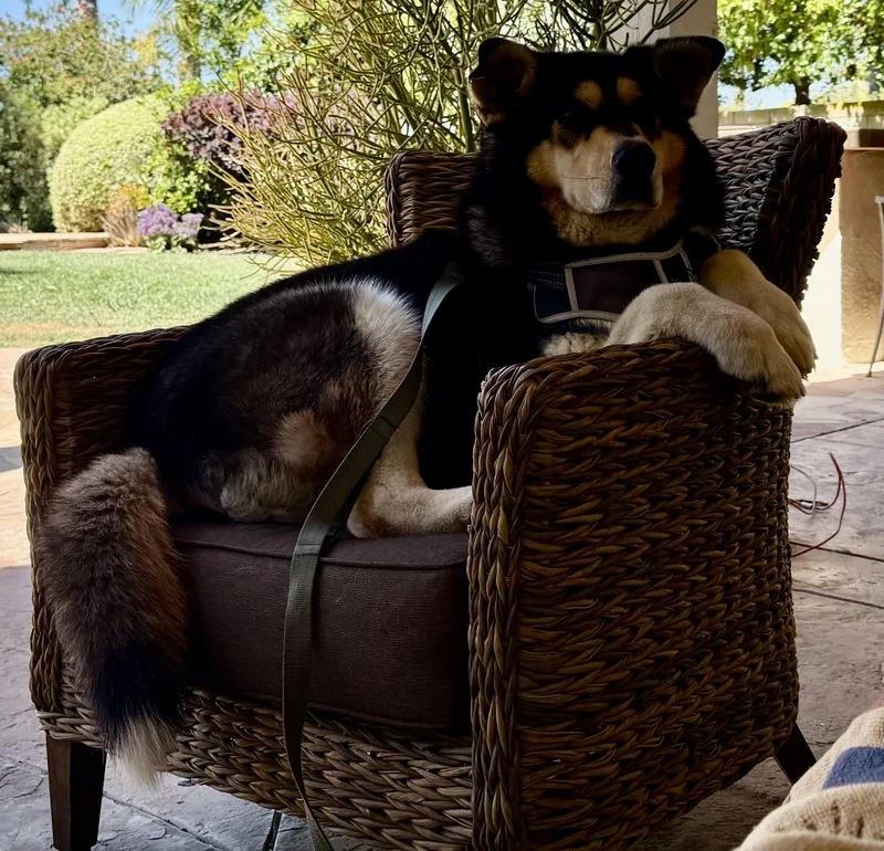An adult medium-sized male Black Siberian Husky dog named Bean for adoption in Menifee, CA