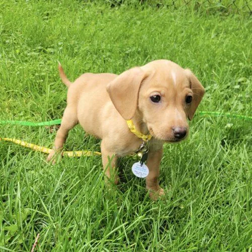 A baby small-sized female Beagle dog named Avery for adoption in Lincolnshire, IL