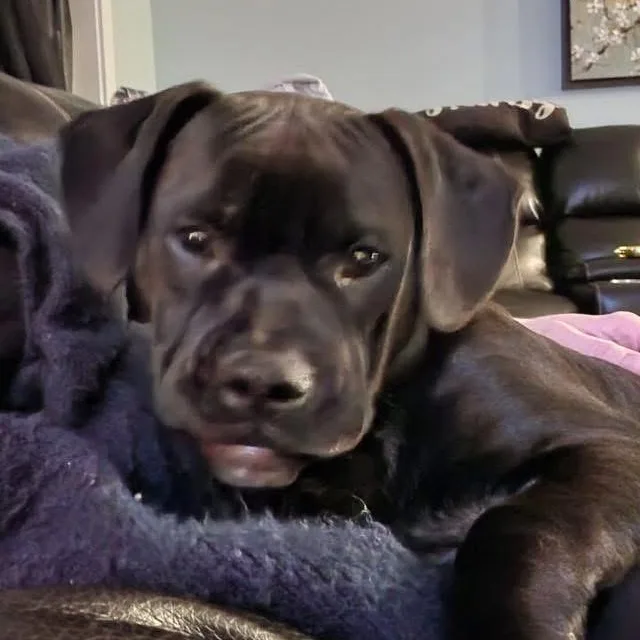 An adult medium-sized male Mastiff dog named Shadow for adoption in Midland, MI