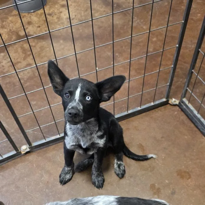 A baby medium-sized male Husky dog named Winton for adoption in Midland, TX