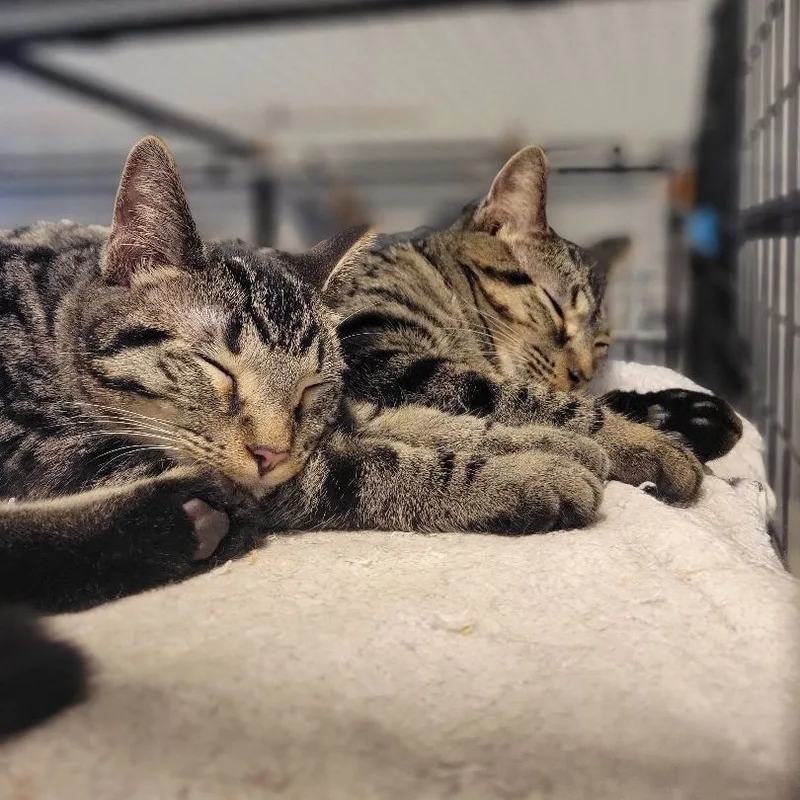 Thumbtack thumbnail 2