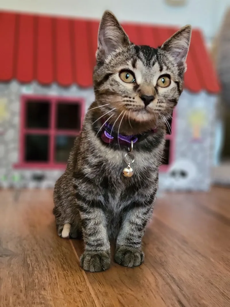 Thumbtack thumbnail 3