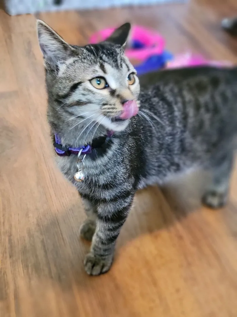 Thumbtack thumbnail 4