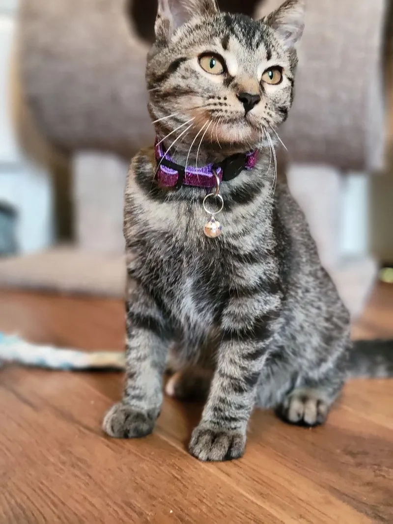 Thumbtack thumbnail 5