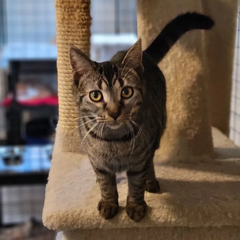 Thumbtack thumbnail 6