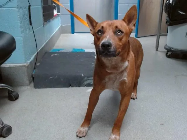 A young medium-sized male Australian Cattle Dog / Blue Heeler dog named Waldo for adoption in Albuquerque, NM