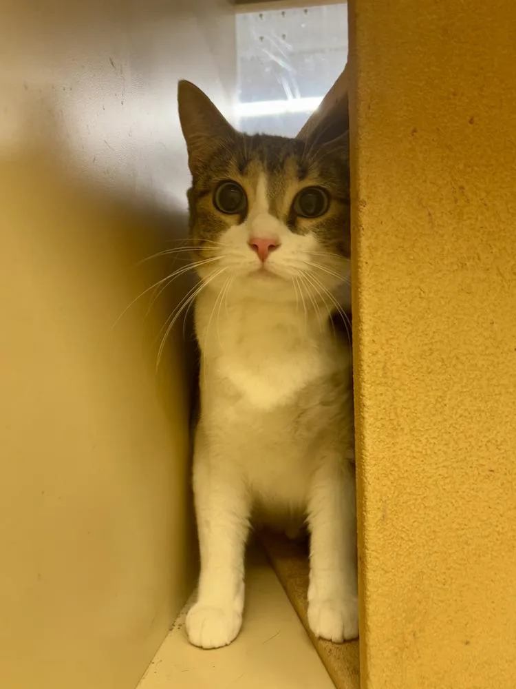 An adult large-sized female Domestic Short Hair cat named Nala for adoption in Bossier City, LA