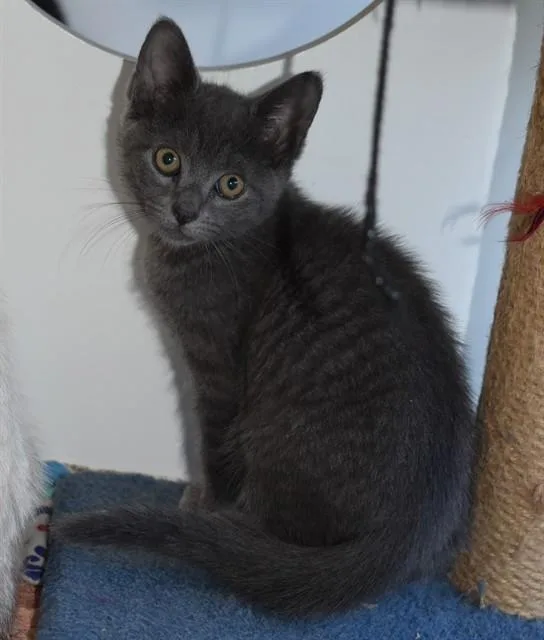 A baby small-sized male Domestic Short Hair cat named Barcode for adoption in Sarasota, FL