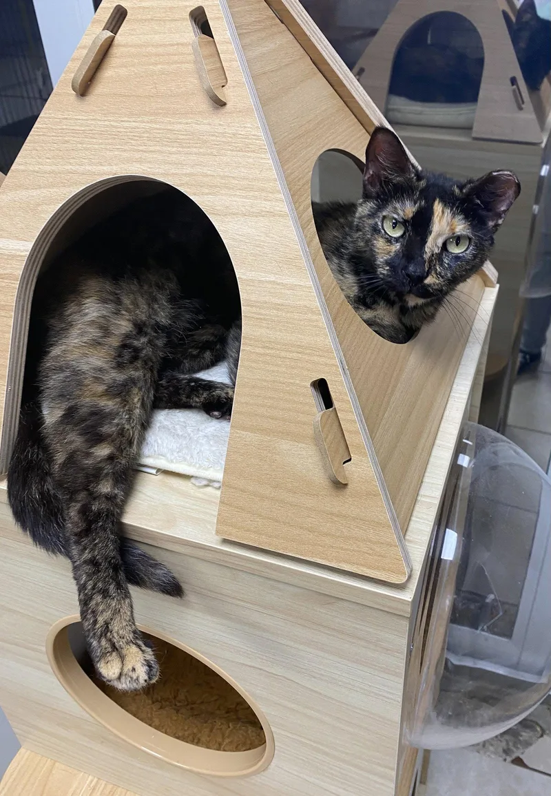 An adult small-sized female Domestic Short Hair cat named Rosie Yo for adoption in Satellite Beach, FL