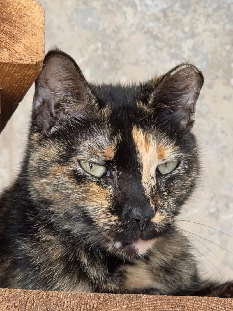 Rosie Yo thumbnail 2