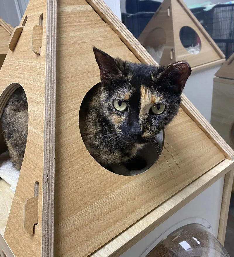 Rosie Yo thumbnail 3