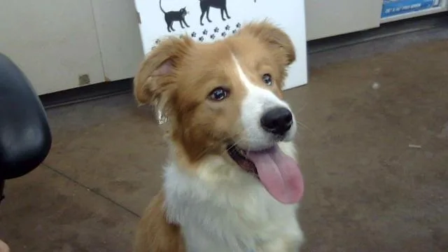 A young large-sized male Mixed Breed dog named Biscuit for adoption in Dallas, TX