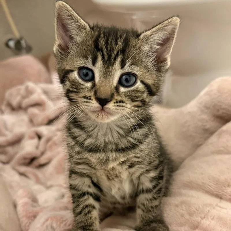 Lil