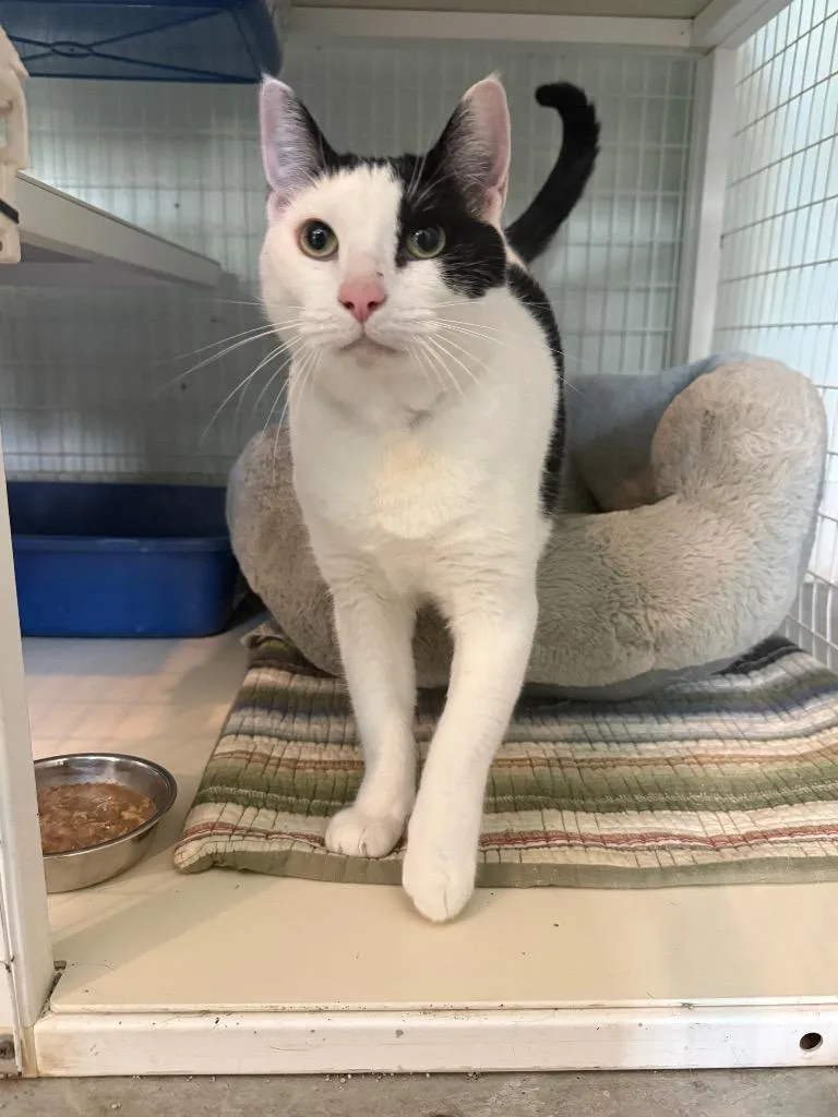 An adult medium-sized male Domestic Short Hair cat named Zippy for adoption in Kingsland, GA
