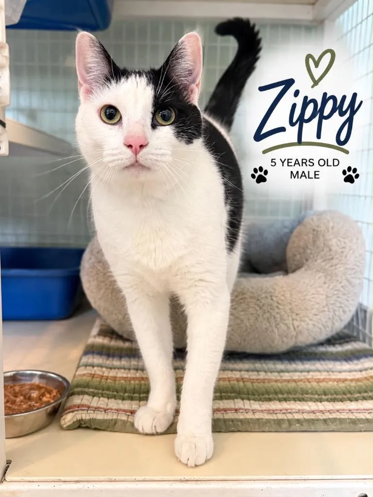 Zippy thumbnail 3