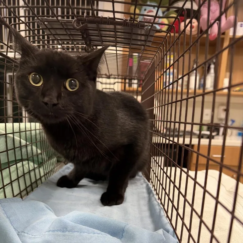 An adult medium-sized male Domestic Short Hair cat named Onix for adoption in Las Cruces, NM
