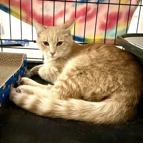 Mashed Potatoes thumbnail 2