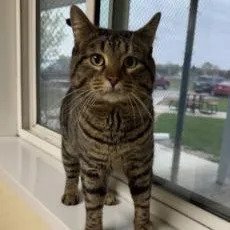 A young medium-sized male Tabby (Brown / Chocolate) Tabby cat named Leon for adoption in Minneapolis, MN