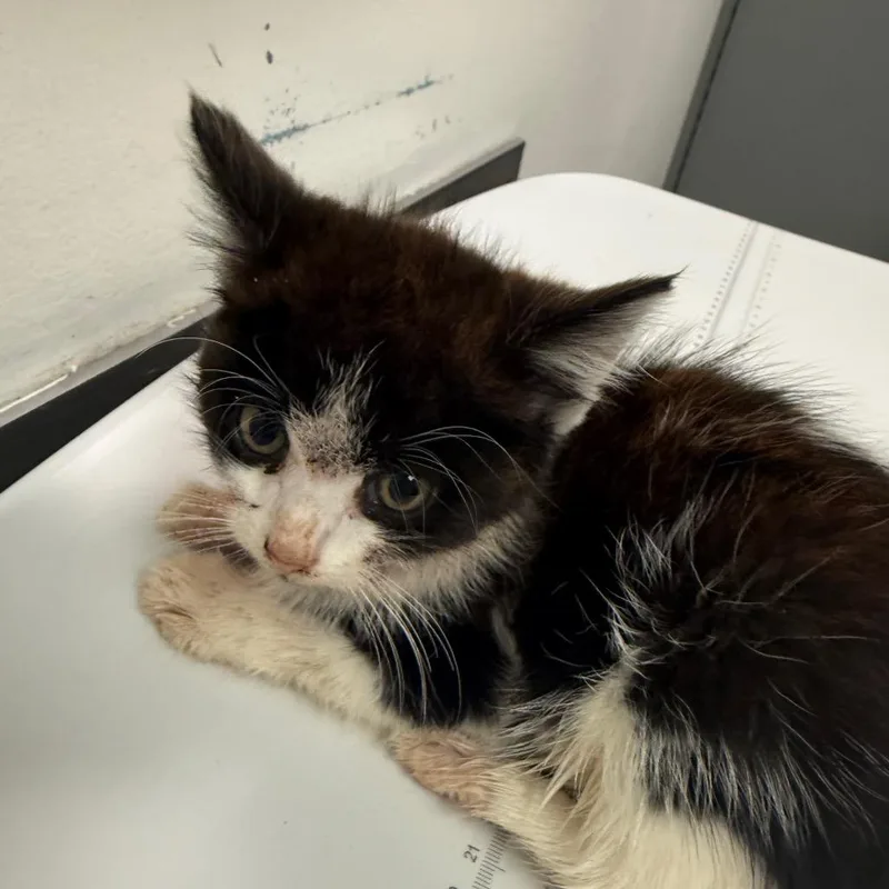 A baby small-sized male Black Domestic Medium Hair cat named McNuggets for adoption in Charleston, WV