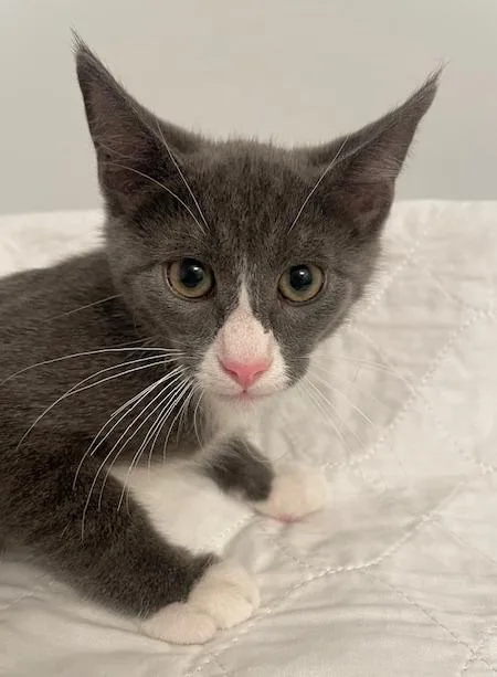 A baby medium-sized male Gray & White Domestic Short Hair cat named Kilian for adoption in Shawnee, KS