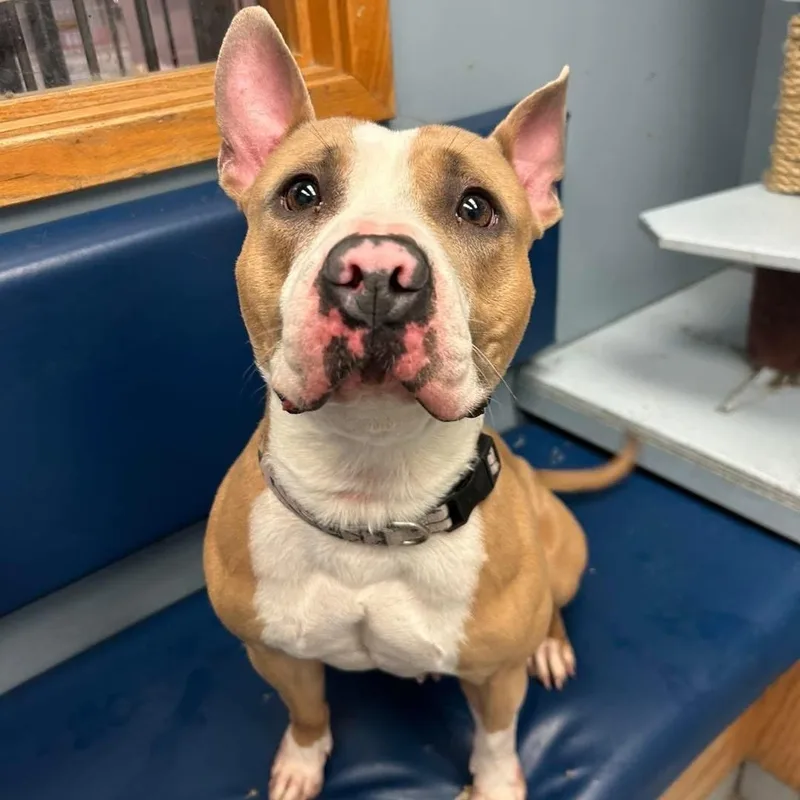 A young medium-sized female Yellow / Tan / Blond / Fawn Pit Bull Terrier dog named Pie for adoption in Buffalo, NY