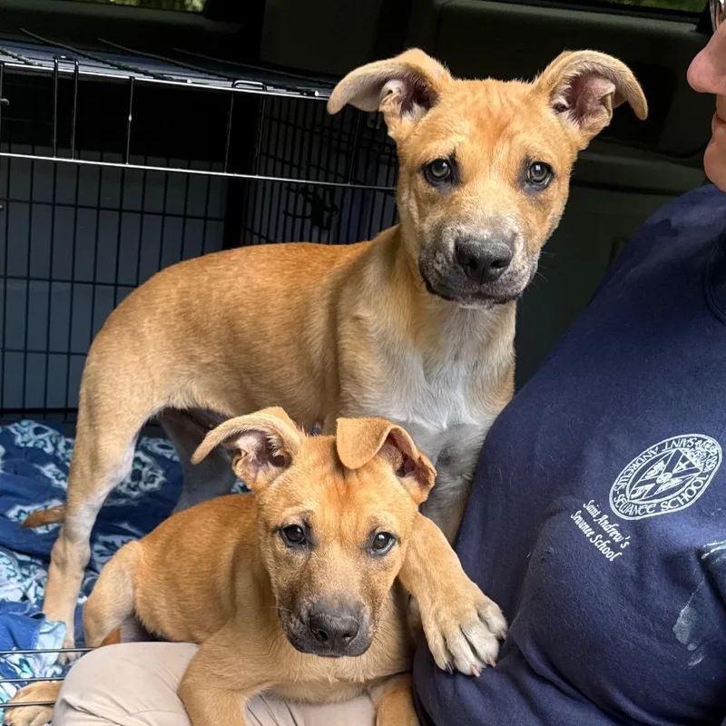 A baby medium-sized male Yellow / Tan / Blond / Fawn Shepherd dog named River s for adoption in Sequatchie, TN