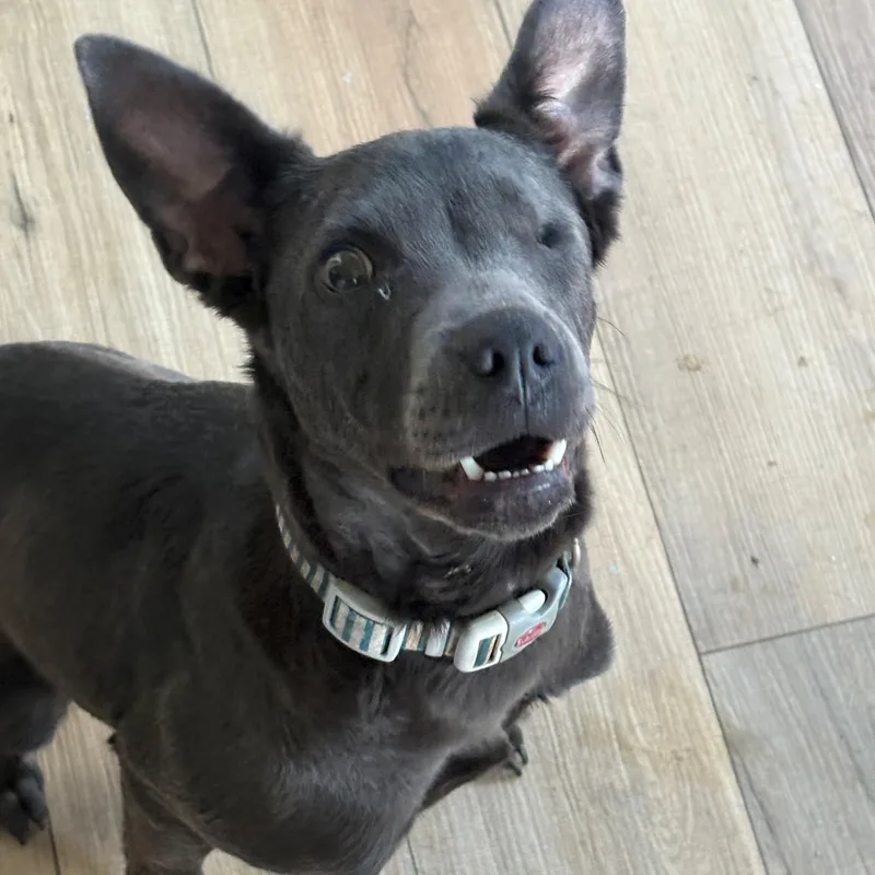A baby medium-sized female Black Labrador Retriever dog named Dot Dynasty for adoption in Andover, MA