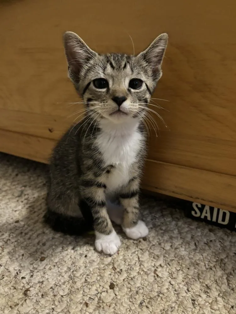 A baby medium-sized male Gray & White Domestic Short Hair cat named Smokey for adoption in Salisbury, NC