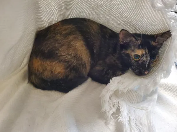 A young medium-sized female Domestic Short Hair cat named Pookie for adoption in Oceanside, CA