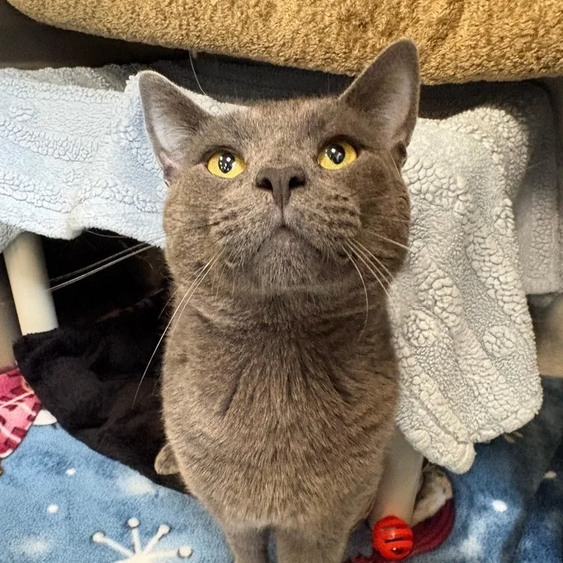 A young small-sized male Gray / Blue / Silver Domestic Short Hair cat named Frankie for adoption in Brockton, MA