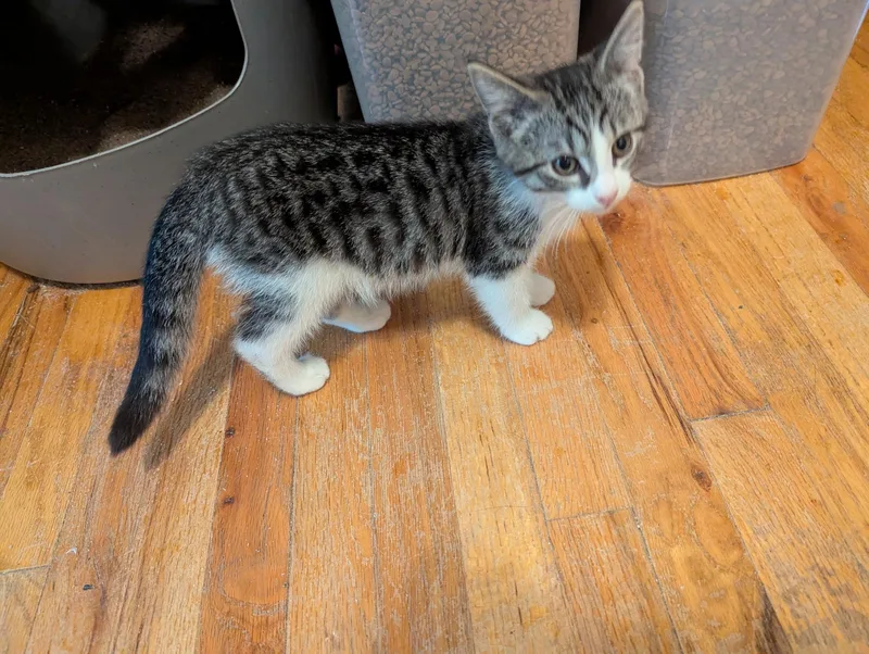 A baby medium-sized female Tabby (Gray / Blue / Silver) Domestic Short Hair cat named Dutchess for adoption in Export, PA