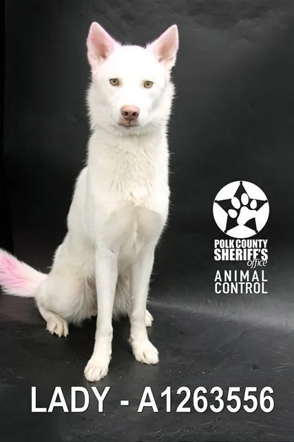 An adult medium-sized female Siberian Husky dog named Lady for adoption in Winter Haven, FL