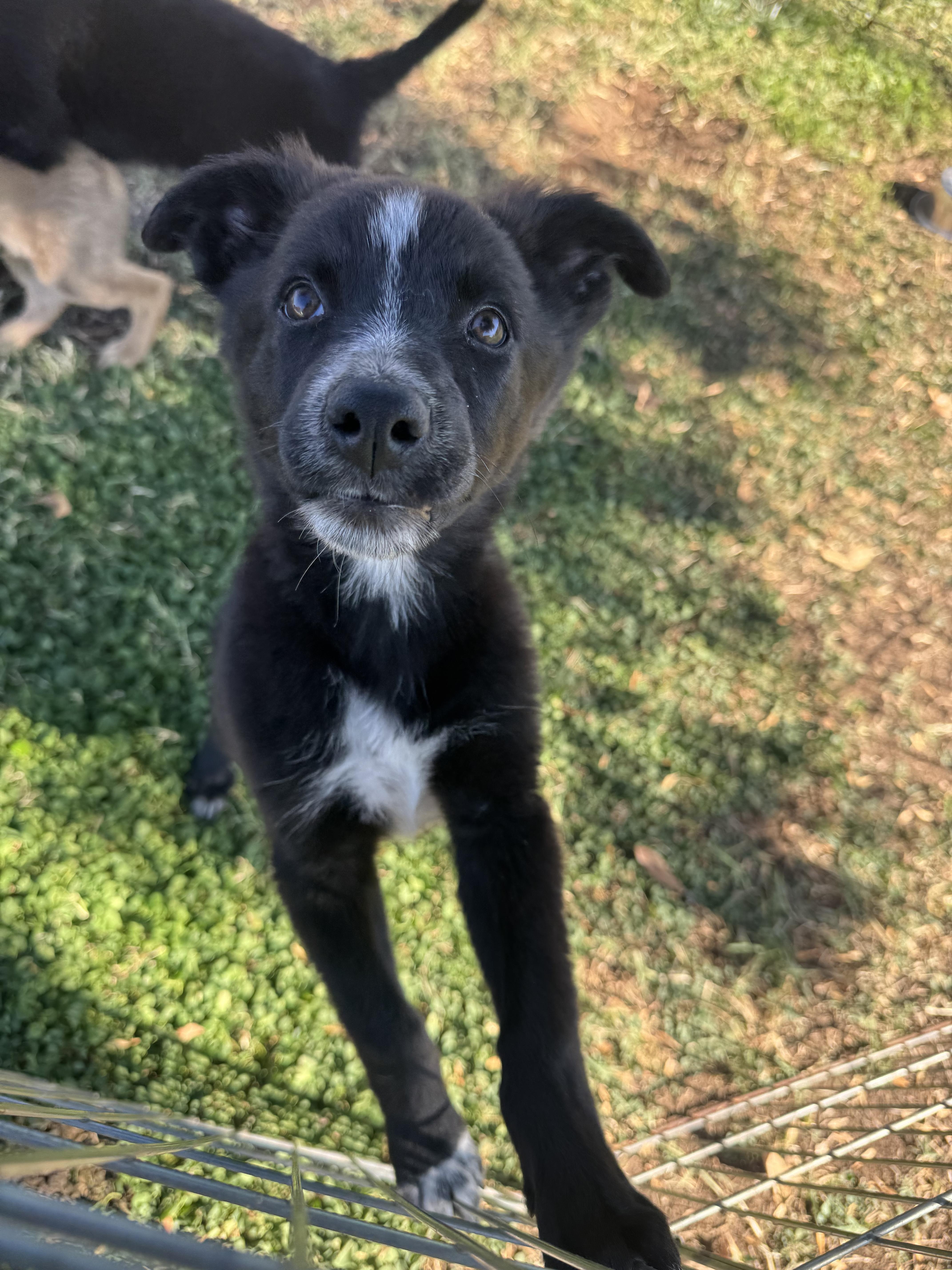A baby medium-sized female Border Collie dog named Reba for adoption in Lincoln, CA