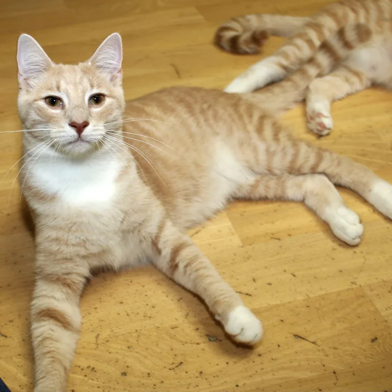 A young medium-sized male Domestic Short Hair cat named Dionysus for adoption in Shippenville, PA