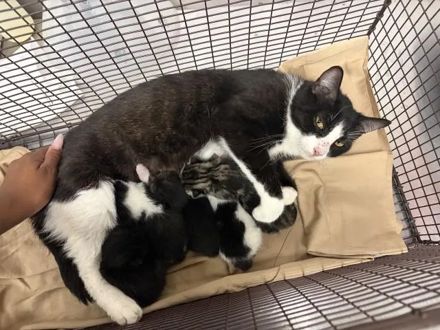 A young medium-sized female Domestic Short Hair cat named Sabrina for adoption in San Bernardino, CA