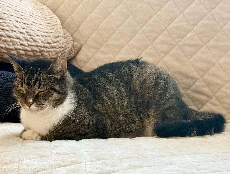 Phoebe thumbnail 3